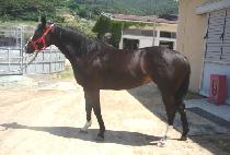 ���ظ��� (DONGHAE MYEONGMUN) ����