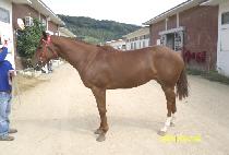 �ذ� (HAEGAL) ����