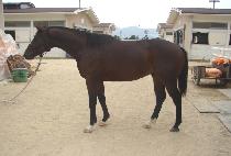 �׷���ŷ (GRAND KING) ����