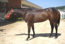 ����� (SAGITONG) ����