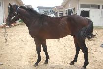 ���ǽ�Ʈ���� (TEMPEST GUY) ����