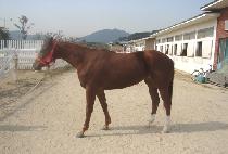 ���µ帲 (SUNSET DREAM) ����