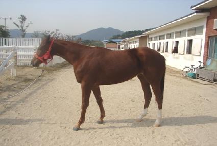 ���µ帲 ����