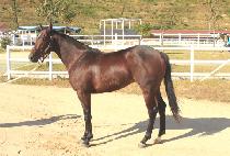 �Ѿ�õ�� (HANYANG CHEOLLI) ����