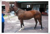 ����� (DAN WOOD) ����