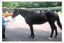 ���丮 (VICTORY) ����