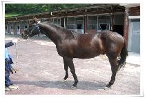 �̷��¾� (MIRAETAEYANG) ����