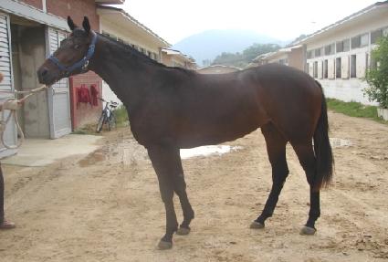 ������ķ�� ����