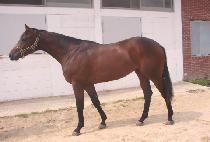 ����Ƽ�� (DOMITIAN) ����