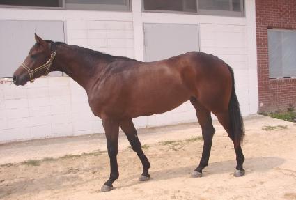 ����Ƽ�� ����