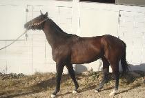 ���׷��� (BURNING RUSH) ����