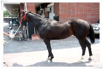 ���¯ (YONGWANG JJANG) ����