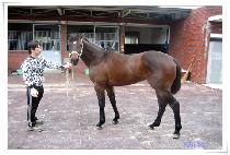 ��Ű��Ű (WIKIWIKI) ����