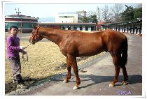 �Ǿ��ʵ� (FIER FIELD) ����