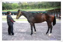 ��� (BIG GUN) ����