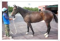 �糪ĸƾ (LUNA CAPTAIN) ����