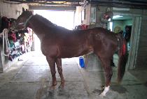 ĸ�Ŀ��ʹ� (CAPTURE ENEMY) ����