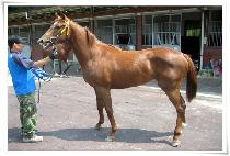 ����Ƽ���̳� (FIFTY NINER) ����