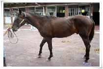 ��Ĺ (SEA CAT) ����