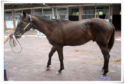 ��Ĺ ����