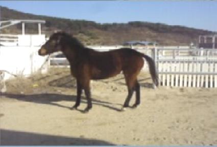 ����� ����