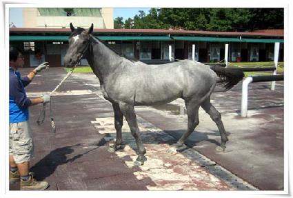 �����÷��� ����