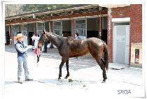 ������� (SLEW BUBBLE) ����