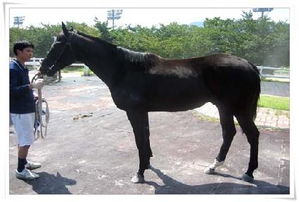 ���Ͻ¸� ����