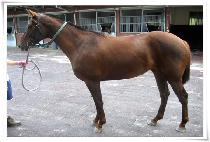 �ʵ��罺�� (FIELD JESTER) ����