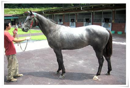 �����÷��� ����