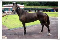 �⸰���� (GIRINETTEUM) ����