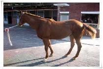 ���������� (NAMCHONUICHUKJE) ����