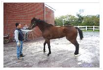 ���� (JEHU) ����