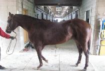 ǳ�� (PUNGNIM) ����