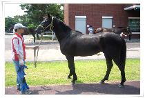 ����Ƽ���̳� (SEVENTY NINER) ����