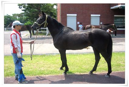 ����Ƽ���̳� ����