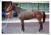 ��Ʈ���̾� (JET FIRE) ����