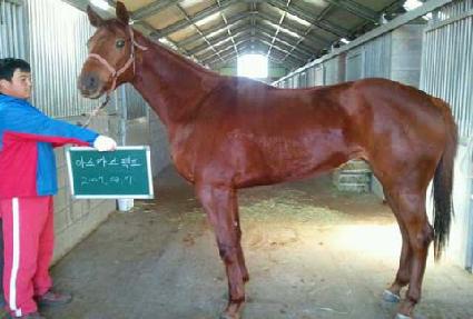 �ƽ�ī����Ʈ ����