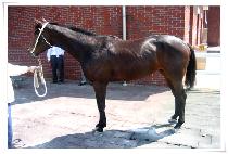 ���絿�� (MARUDONGJA) ����