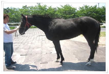 ������ ����