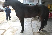 �����赵 (JEONGSANGKWAEDO) ����