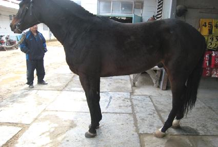 �����赵 ����