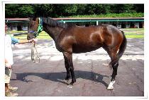 �ɴ��� (KKONNURI) ����