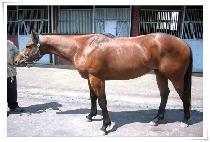 ���� (RAPTOR) ����