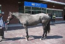 ���� (LAISSER) ����