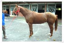 ġŲ���� (CHICKEN GAME) ����