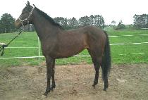 ���� (WINGWING) ����