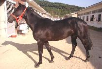 ��� (TOBEOL) ����