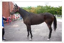 ����Ʈ���� (SMART LINE) ����