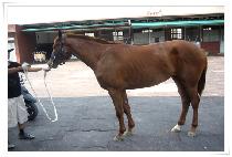 �Ƴ��̽� (ANAIS) ����